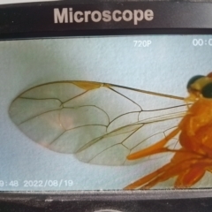 Netelia sp. (genus) at McKellar, ACT - suppressed