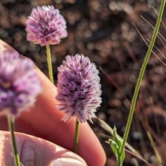 Ptilotus helipteroides (Hairy Mulla Mulla) at Uluru-Kata Tjuta - 10 May 2024 by Darcy