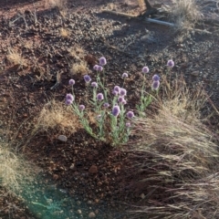 Ptilotus helipteroides at Uluru-Kata Tjuta - 11 May 2024 08:15 AM