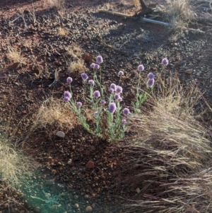 Ptilotus helipteroides at Uluru-Kata Tjuta - 11 May 2024