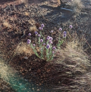 Ptilotus helipteroides at Uluru-Kata Tjuta - 11 May 2024 08:15 AM