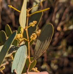 Acacia kempeana at Uluru-Kata Tjuta - 11 May 2024