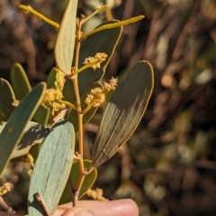 Acacia kempeana at Uluru-Kata Tjuta - 11 May 2024