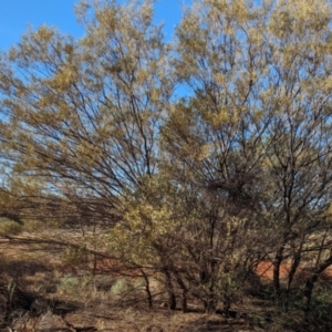 Acacia kempeana at Uluru-Kata Tjuta - 11 May 2024