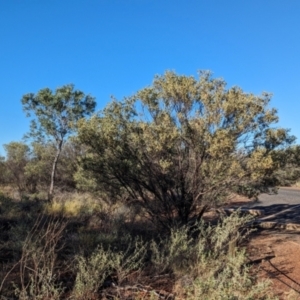 Acacia kempeana at Uluru-Kata Tjuta - 11 May 2024