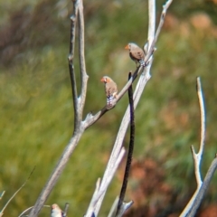 Taeniopygia guttata (Zebra Finch) at Petermann, NT - 11 May 2024 by Darcy