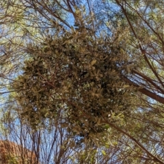 Amyema maidenii subsp. maidenii (Pale-leaved Mistletoe) at Uluru-Kata Tjuta - 11 May 2024 by Darcy