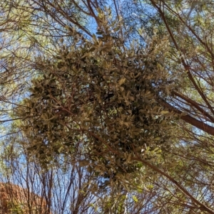 Amyema maidenii subsp. maidenii at Uluru-Kata Tjuta - 11 May 2024