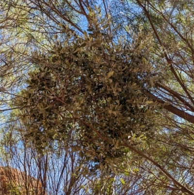 Amyema maidenii subsp. maidenii (Pale-leaved Mistletoe) at Uluru-Kata Tjuta - 11 May 2024 by Darcy