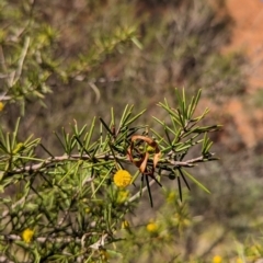 Acacia tetragonophylla (Dead Finish, Kurara) at Petermann, NT - 11 May 2024 by Darcy