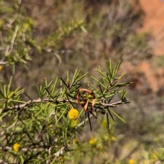 Acacia tetragonophylla at Uluru-Kata Tjuta - 11 May 2024 10:13 AM
