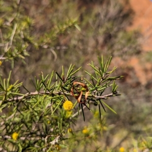 Acacia tetragonophylla at Uluru-Kata Tjuta - 11 May 2024 10:13 AM