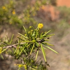Acacia tetragonophylla at Uluru-Kata Tjuta - 11 May 2024 10:13 AM