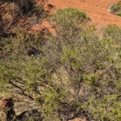 Acacia tetragonophylla at Uluru-Kata Tjuta - 11 May 2024 10:13 AM