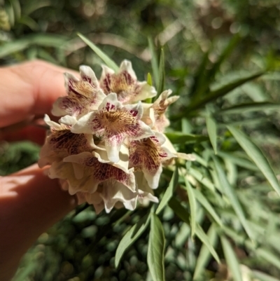 Pandorea doratoxylon (Spearwood Bush) at Petermann, NT - 11 May 2024 by Darcy