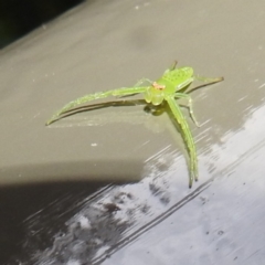 Cetratus rubropunctatus (Long green crab spider) at ANBG - 4 Jun 2024 by HelenCross