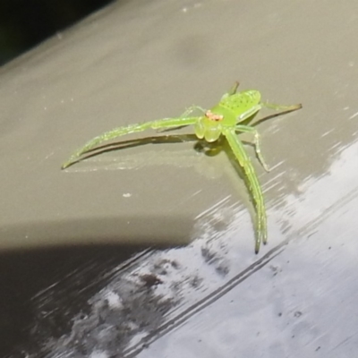 Cetratus rubropunctatus (Long green crab spider) at Acton, ACT - 4 Jun 2024 by HelenCross