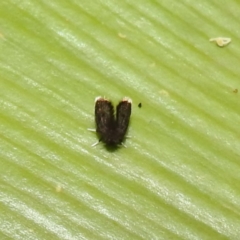 Psychodidae sp. (family) (Moth Fly, Drain Fly) at Acton, ACT - 4 Jun 2024 by HelenCross