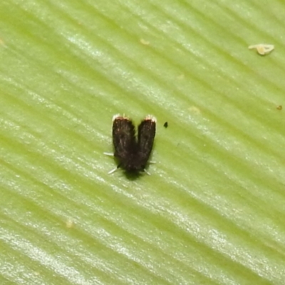 Psychodidae sp. (family) (Moth Fly, Drain Fly) at ANBG - 4 Jun 2024 by HelenCross