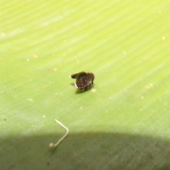 Psychodidae sp. (family) at ANBG - 4 Jun 2024 02:11 PM