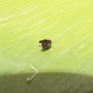 Psychodidae sp. (family) at ANBG - 4 Jun 2024