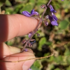 Coleus intraterraneus at Uluru-Kata Tjuta - 11 May 2024