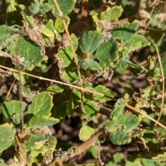 Coleus intraterraneus at Uluru-Kata Tjuta - 11 May 2024