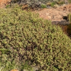 Coleus intraterraneus at Uluru-Kata Tjuta - 11 May 2024