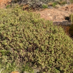 Coleus intraterraneus at Uluru-Kata Tjuta - 11 May 2024