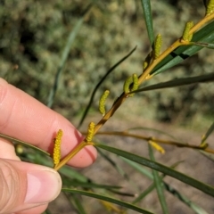 Acacia olgana (Kata Tjuta Wattle) at Uluru-Kata Tjuta - 11 May 2024 by Darcy