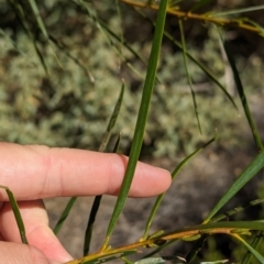 Acacia olgana at Uluru-Kata Tjuta - 11 May 2024 10:24 AM