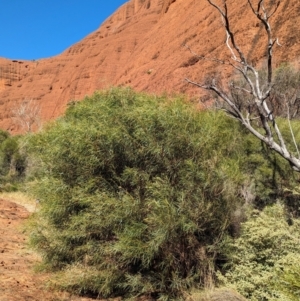 Acacia olgana at Uluru-Kata Tjuta - 11 May 2024 10:24 AM