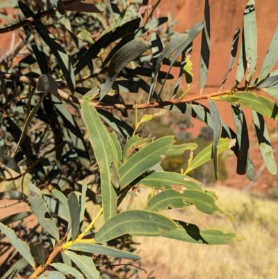 Acacia pruinocarpa (Western Gidgee) at Petermann, NT - 10 May 2024 by Darcy