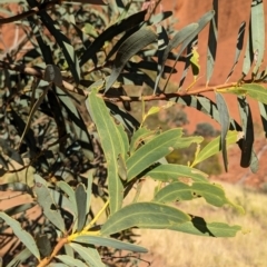 Acacia pruinocarpa at Uluru-Kata Tjuta - 11 May 2024 09:54 AM