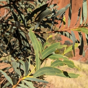 Acacia pruinocarpa at Uluru-Kata Tjuta - 11 May 2024 09:54 AM