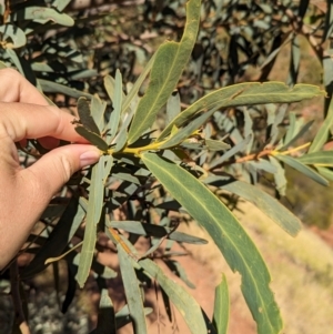 Acacia pruinocarpa at Uluru-Kata Tjuta - 11 May 2024 09:54 AM