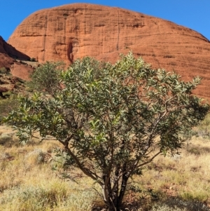 Acacia pruinocarpa at Uluru-Kata Tjuta - 11 May 2024