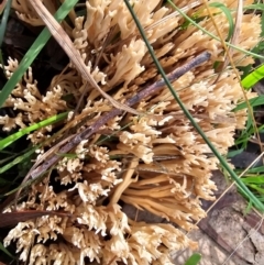 Ramaria sp. (genus) (A Coral fungus) at Taylor, ACT - 4 Jun 2024 by Jiggy