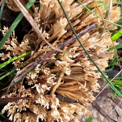 Ramaria anziana at Taylor, ACT - 4 Jun 2024 by Jiggy