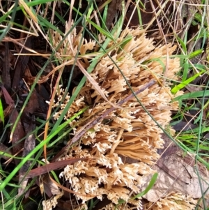 Ramaria sp. at Taylor, ACT - 4 Jun 2024 11:50 AM