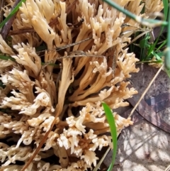 Ramaria sp. at Taylor, ACT - 4 Jun 2024