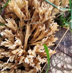 Ramaria sp. at Taylor, ACT - 4 Jun 2024 11:50 AM