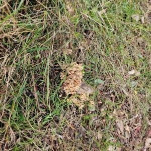 Ramaria sp. at Taylor, ACT - 4 Jun 2024 11:50 AM