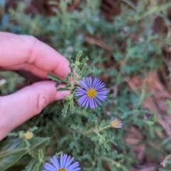 Brachyscome ciliaris (Bushy Cut-leaf Daisy) at Uluru-Kata Tjuta - 11 May 2024 by Darcy