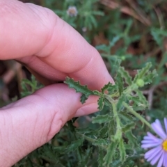 Brachyscome ciliaris at Uluru-Kata Tjuta - 11 May 2024 10:32 AM