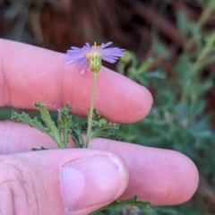 Brachyscome ciliaris var. ciliaris at Uluru-Kata Tjuta - 11 May 2024 10:32 AM