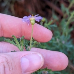 Brachyscome ciliaris at Uluru-Kata Tjuta - 11 May 2024 10:32 AM