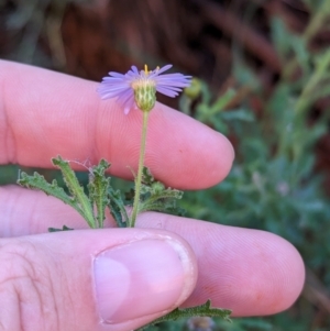 Brachyscome ciliaris var. ciliaris at Uluru-Kata Tjuta - 11 May 2024 10:32 AM