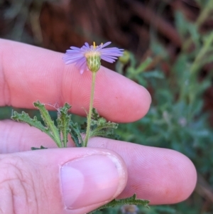 Brachyscome ciliaris at Uluru-Kata Tjuta - 11 May 2024 10:32 AM