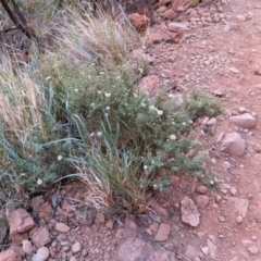 Brachyscome ciliaris var. ciliaris at Uluru-Kata Tjuta - 11 May 2024 10:32 AM